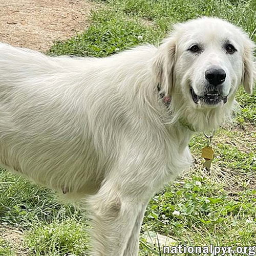 WooWoo in GA - Wants To Be Your Best Friend!