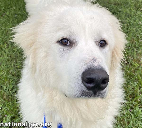 Nash in TN - Loves Belly Rubs & Kisses!