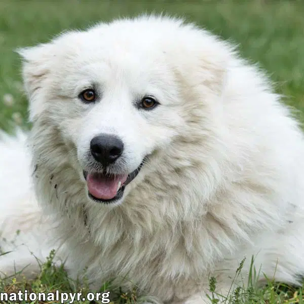 Aslan In Tn - Lovey-Dovey Pocket Pyr - Great Pyrenees