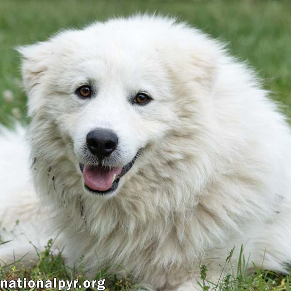 Aslan In Tn - Lovey-Dovey Pocket Pyr