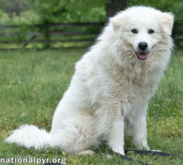 Aslan In Tn - Lovey-Dovey Pocket Pyr image 2