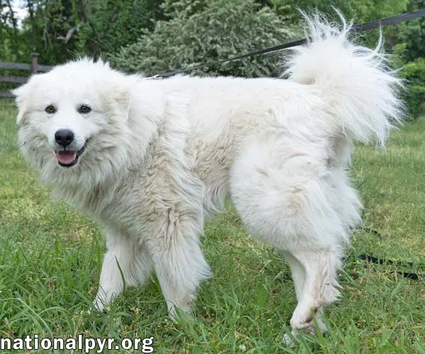 Aslan In Tn - Lovey-Dovey Pocket Pyr image 3