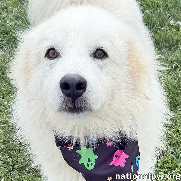 Aslan In Tn - Lovey-Dovey Pocket Pyr - Great Pyrenees