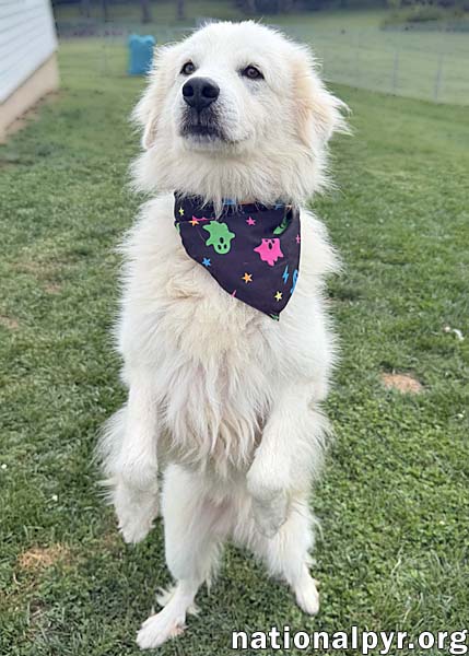 Aslan in OH - Lovey-Dovey Pocket Pyr!