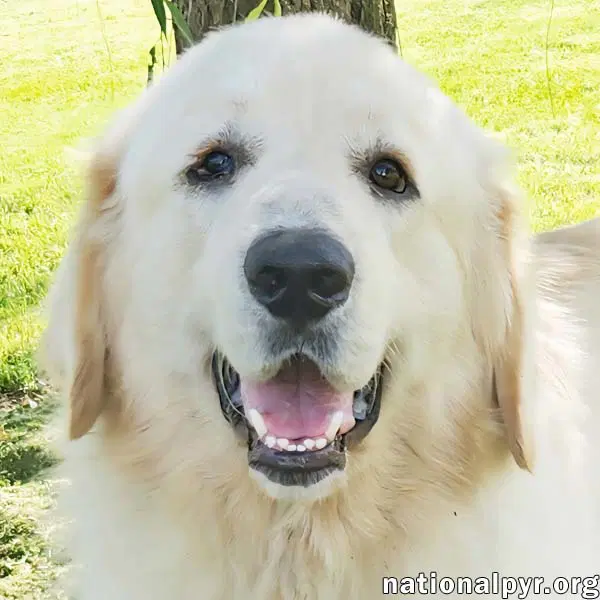 Reece In Ky - Loves Meeting New People - Great Pyrenees