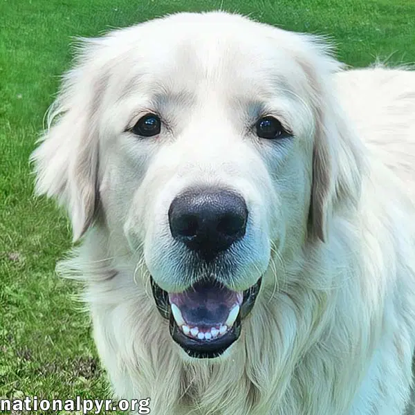 Trent In Ky - Happy Silly  Playful - Great Pyrenees