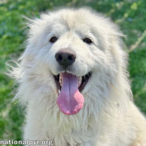 Pearl in VA - Happy, Smart, Loving & Goofy!