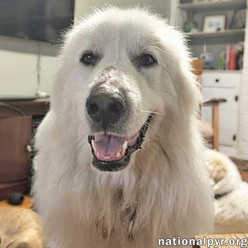Shiloh in SC - A Velcro Lap Dog!