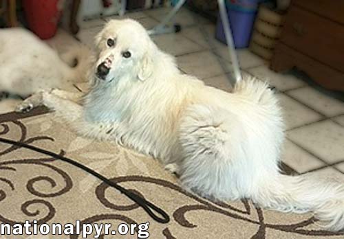 Shiloh in SC - A Velcro Lap Dog!