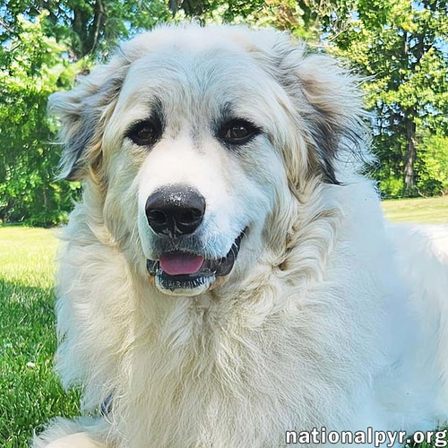 Oakley in KY - A Joyful, Prancing Pup!