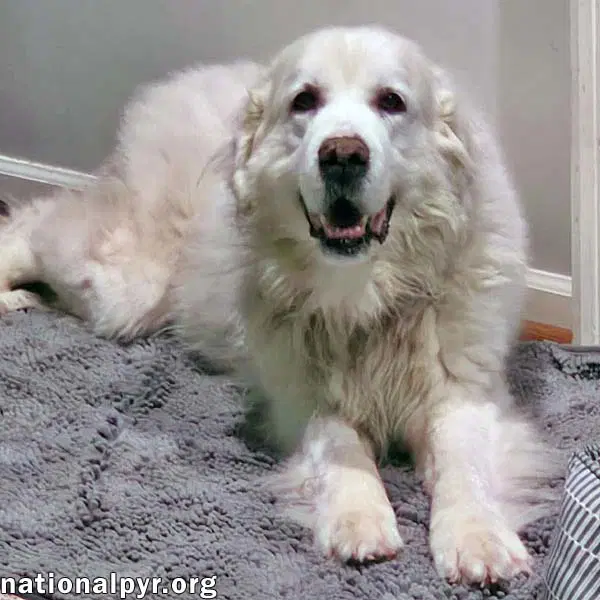 Coral In Sc - Sweet  Gentle Soul - Great Pyrenees