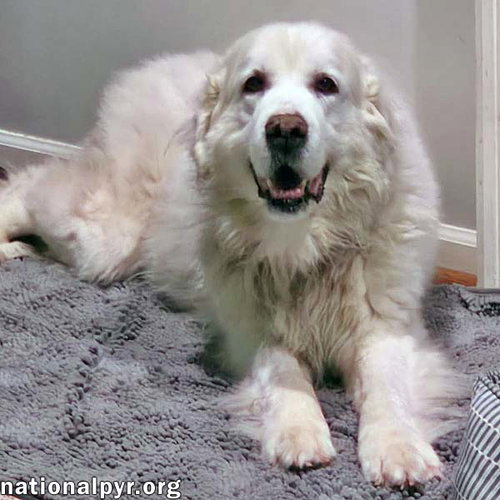 Coral in SC - Sweet & Gentle Soul!, a dog for adoption from National Great Pyrenees Rescue
