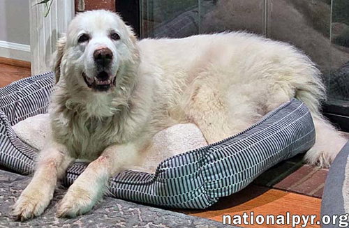 Photo 2 of Coral in SC - Sweet & Gentle Soul!