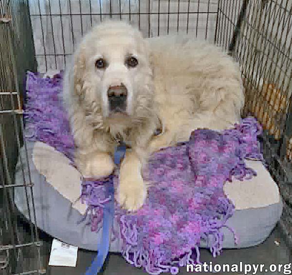 Coral in SC - Sweet & Gentle Soul!, photo 3