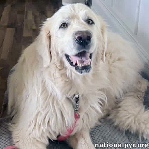 Minnie in TN - Super Sweet & Gentle!