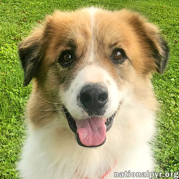 Runt In Ky - Walks Great On Leash - Great Pyrenees
