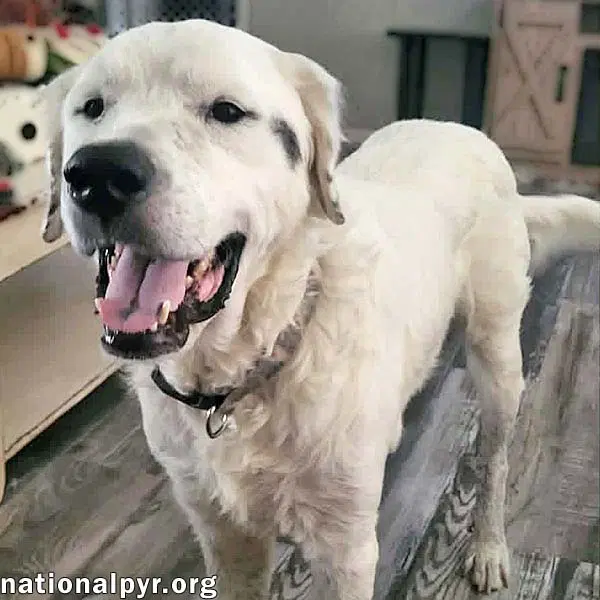 Oscar In La - Lovable  Loyal - Great Pyrenees