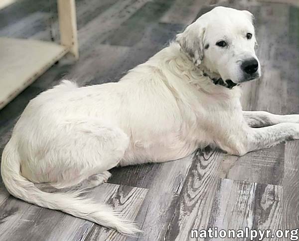 Oscar in LA - Lovable & Loyal!, photo 2