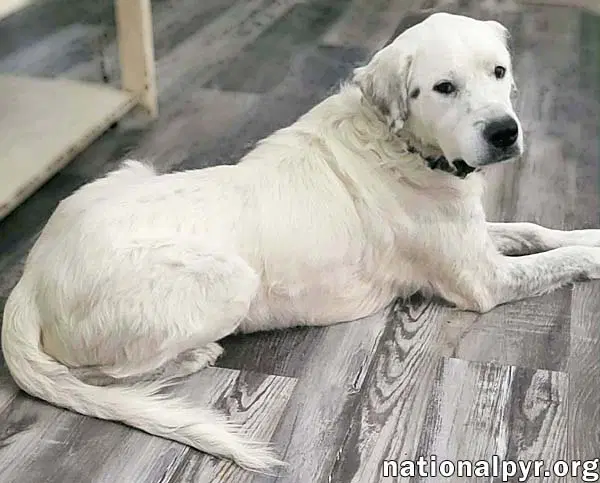 Oscar In La - Lovable  Loyal image 2