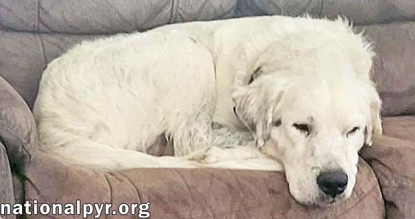 Oscar in LA - Lovable & Loyal!