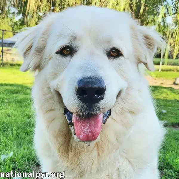 Fluff In Ky - Sweet  Gentle Guardian - Great Pyrenees