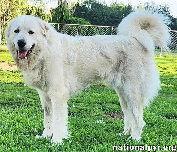 Fluff In Ky - Sweet  Gentle Guardian image 2