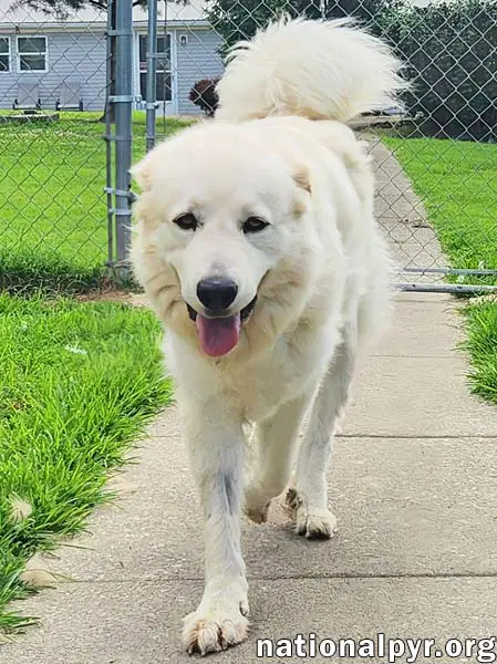 Fluff In Ky - Sweet  Gentle Guardian image 3