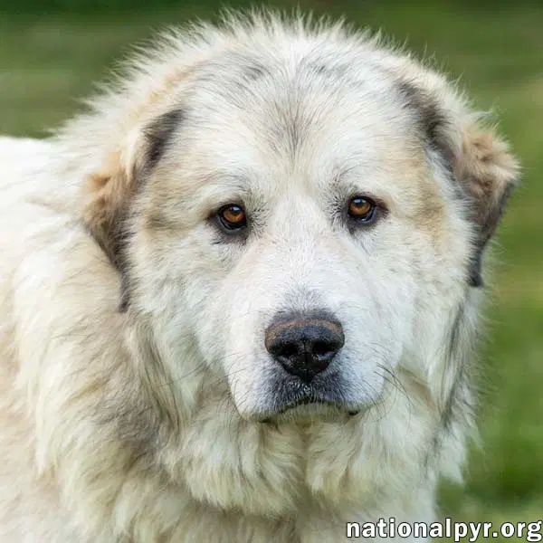 Jake In Tn - A Laid-Back Guy - Great Pyrenees