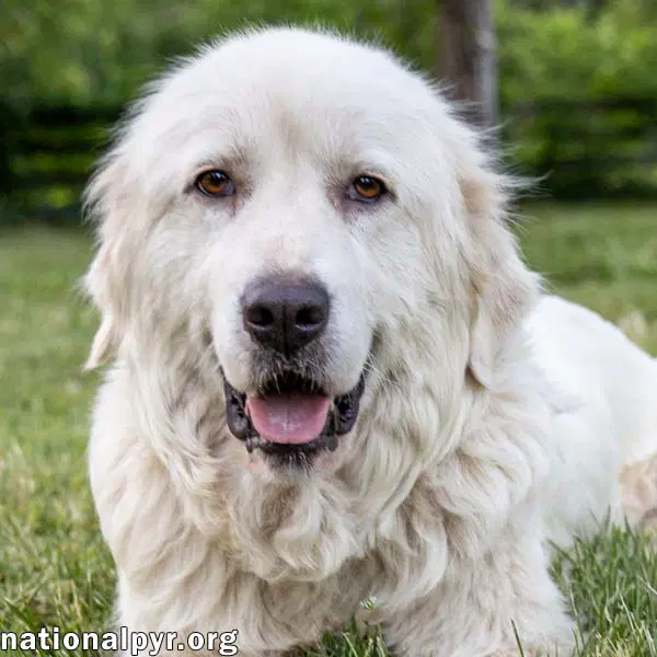 Adella In Ct - Loves Other Dogs - Great Pyrenees