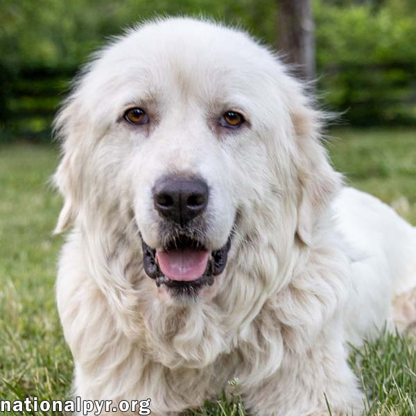 Adella In Ct - Loves Other Dogs