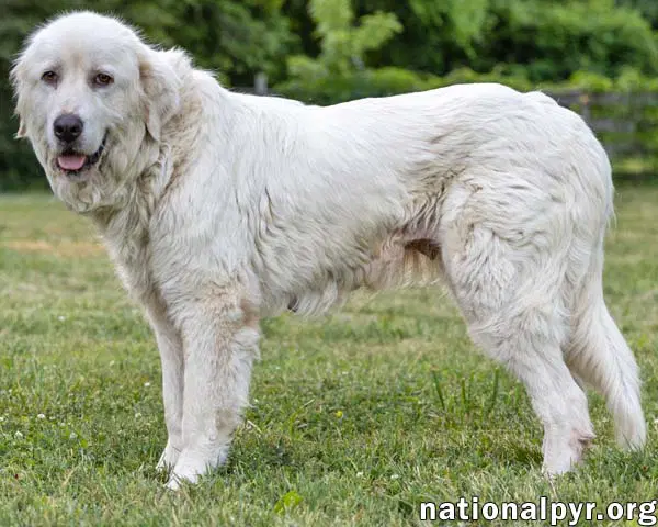 Adella In Ct - Loves Other Dogs image 2