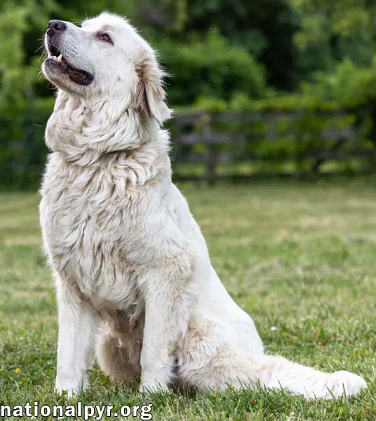 Adella In Ct - Loves Other Dogs image 3