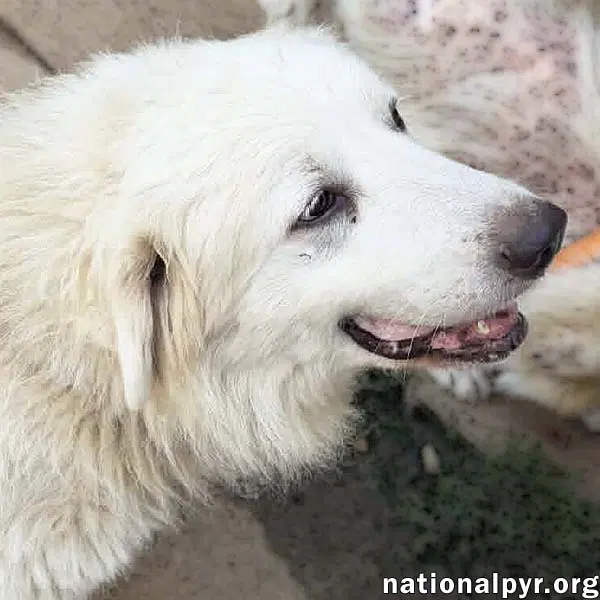Petunia In Tn - A Chill Old Lady - Great Pyrenees