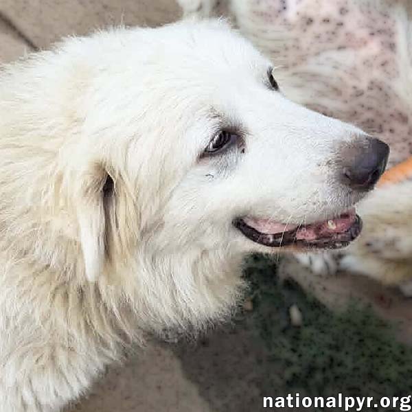 Petunia In Tn - A Chill Old Lady
