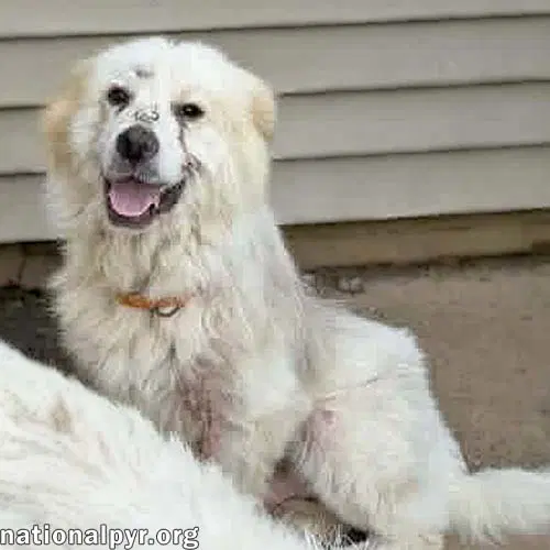 Parker In Tn - Happy Boy Who Loves Everyone - Great Pyrenees