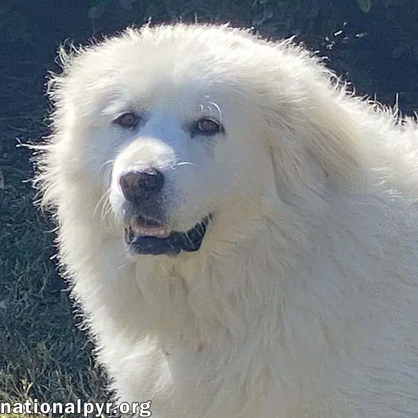 Princess In Tn - Loves Belly Rubs - Great Pyrenees
