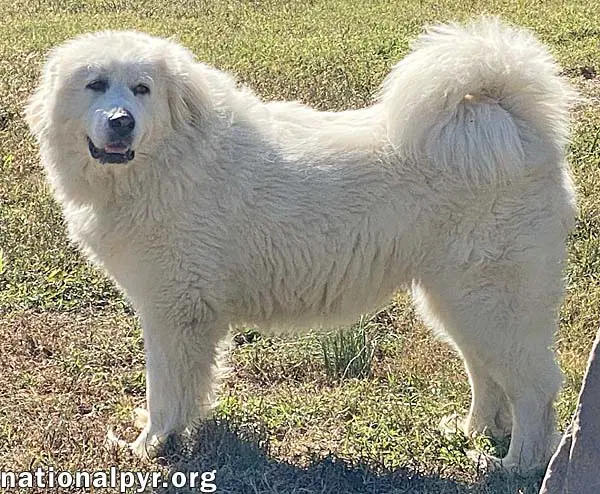 Princess In Tn - Loves Belly Rubs image 2