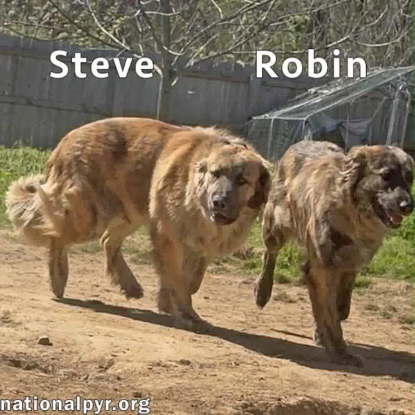 Steve  Robin In Tn - Love Belly Rubs - Great Pyrenees