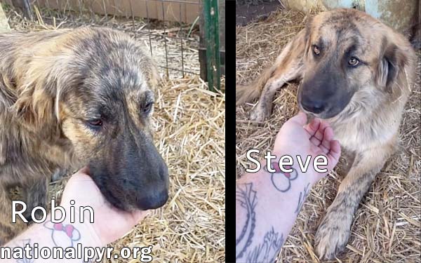 Steve & Robin in TN - Love Belly Rubs!, photo 2