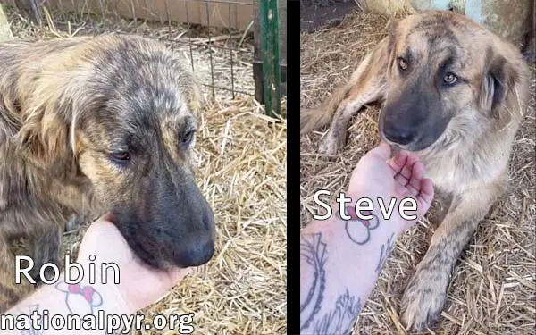 Steve  Robin In Tn - Love Belly Rubs image 2