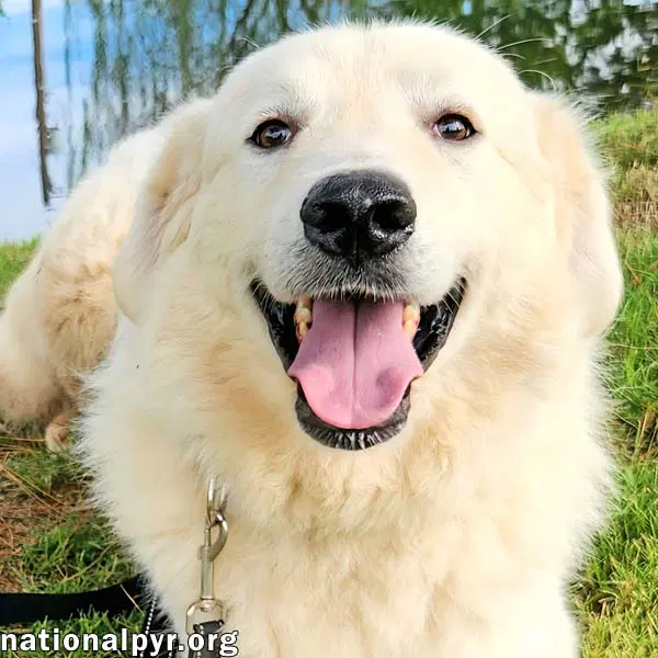 Bear In Ky - Loves To Play With Other Dogs - Great Pyrenees