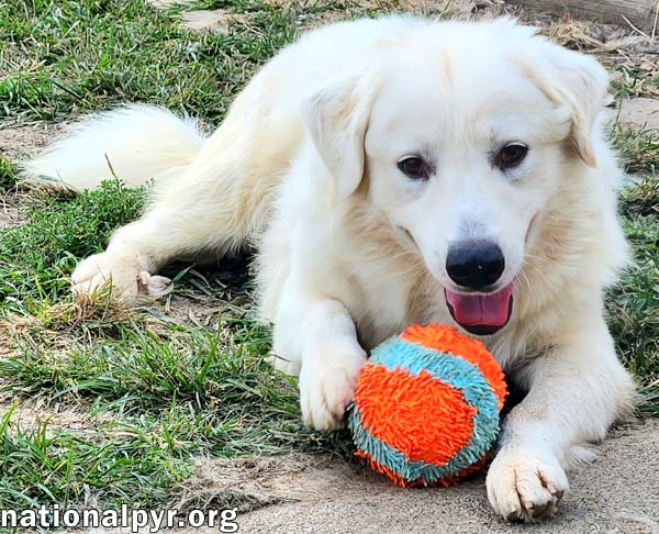 Bear in KY - Loves To Play With Other Dogs!, photo 2
