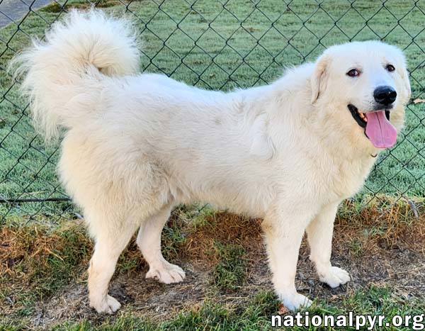 Bear in KY - Loves To Play With Other Dogs!, photo 3