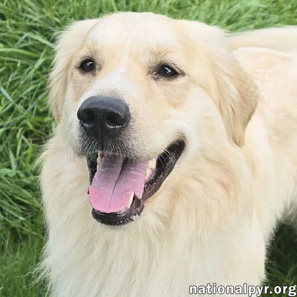 Styx In Tn - Delightful Bundle Of Silliness - Great Pyrenees