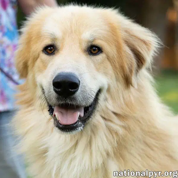 Walker In Ct - Playful  Affectionate - Great Pyrenees