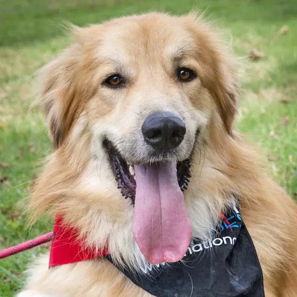 Walker In Ct - Playful  Affectionate - Great Pyrenees