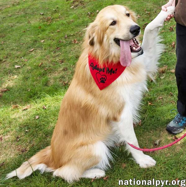 Walker in CT - Playful & Affectionate!, photo 2