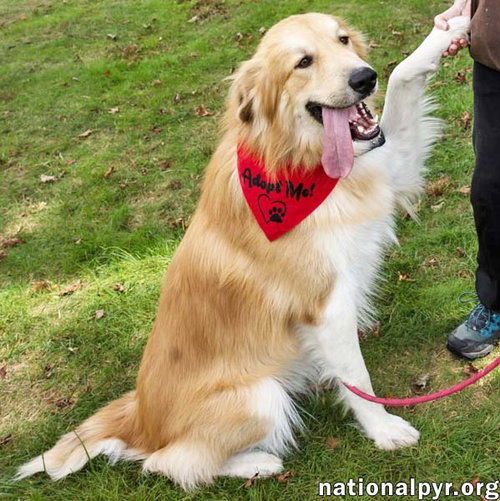 Photo 2 of Walker in CT - Playful & Affectionate!