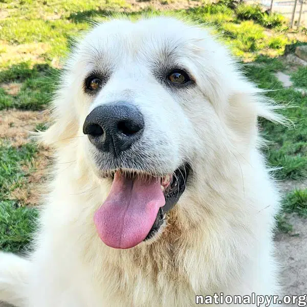 Marley In Ky - Sweet Social  Eager To Please - Great Pyrenees