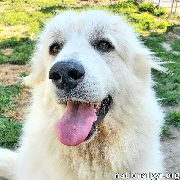 Marley In Ky - Sweet Social  Eager To Please